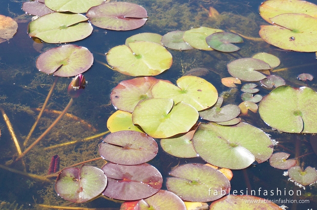 Melbourne Lotus Flowers