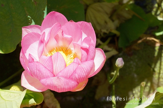 Melbourne Lotus Flowers