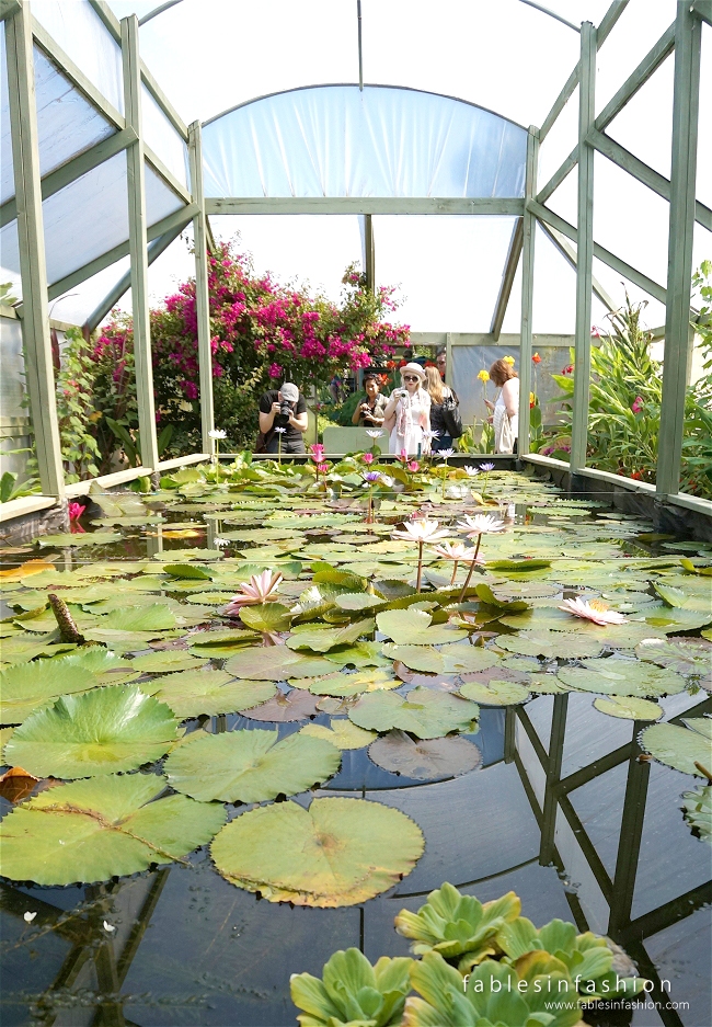 Melbourne Lotus Flowers