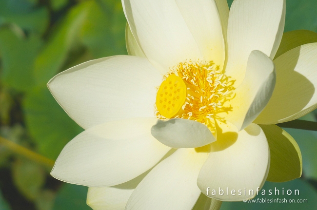 Melbourne Lotus Flowers