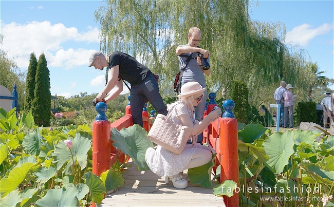 Melbourne Lotus Flowers