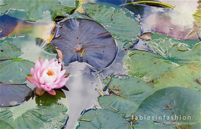 Melbourne Lotus Flowers