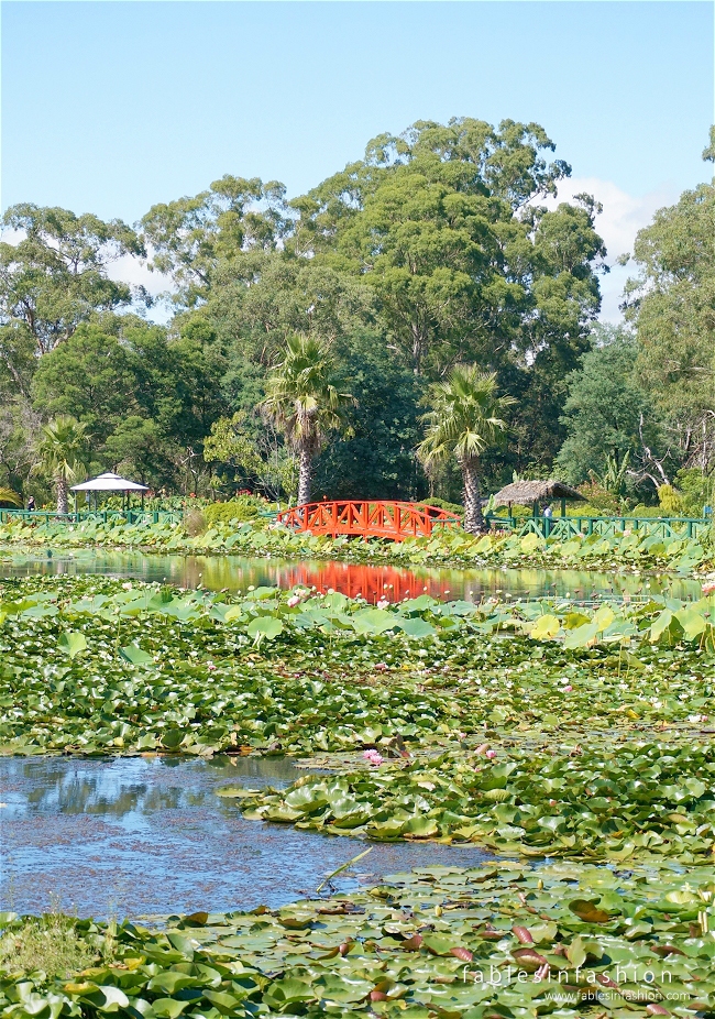 Melbourne Lotus Flowers