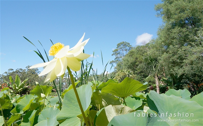 Melbourne Lotus Flowers