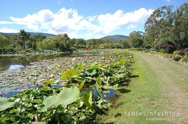 Melbourne Lotus Flowers