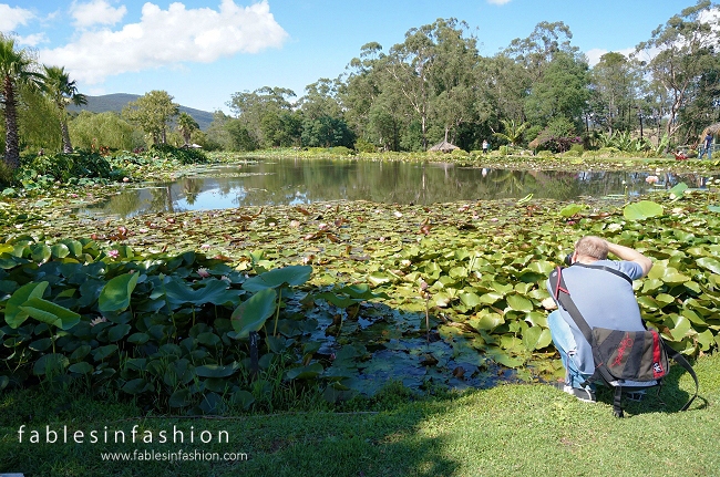 Melbourne Lotus Flowers