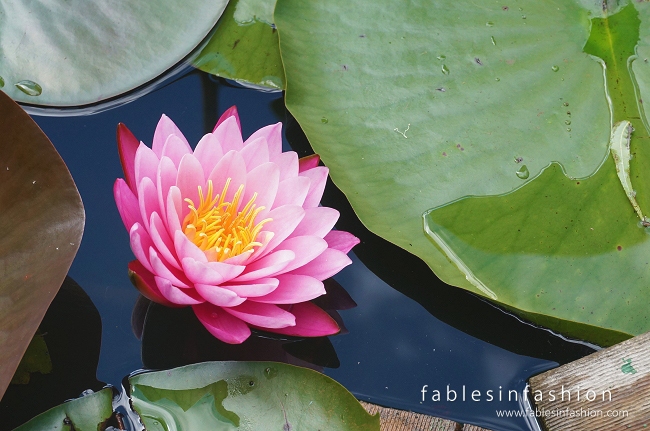 Melbourne Lotus Flowers