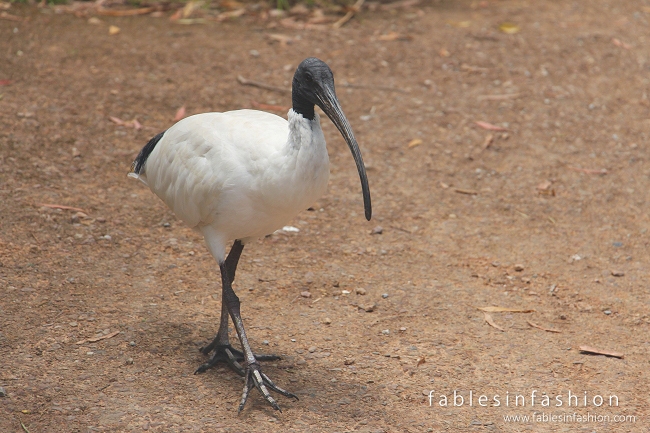 Healesville Sanctuary