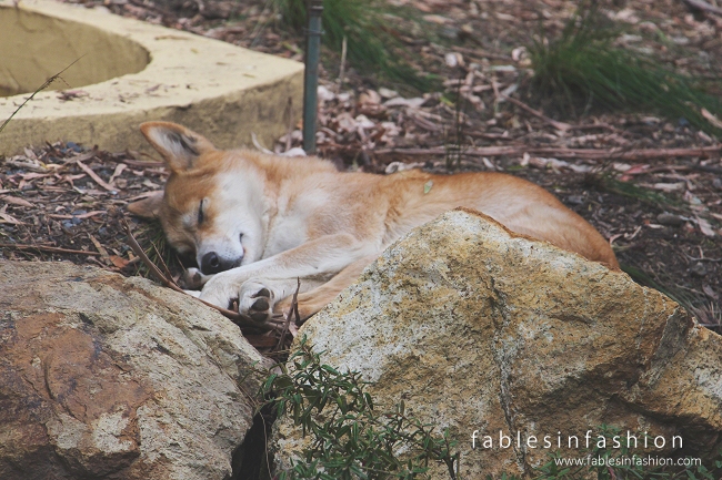 Healesville Sanctuary