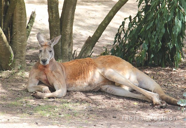 Healesville Sanctuary