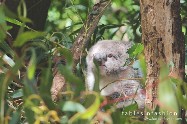 Healesville Sanctuary