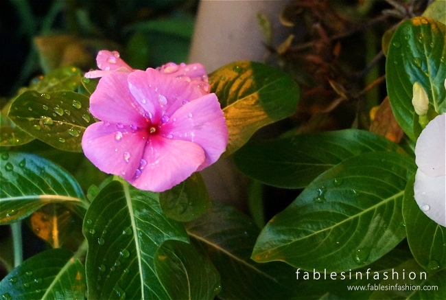 Pink Flowers