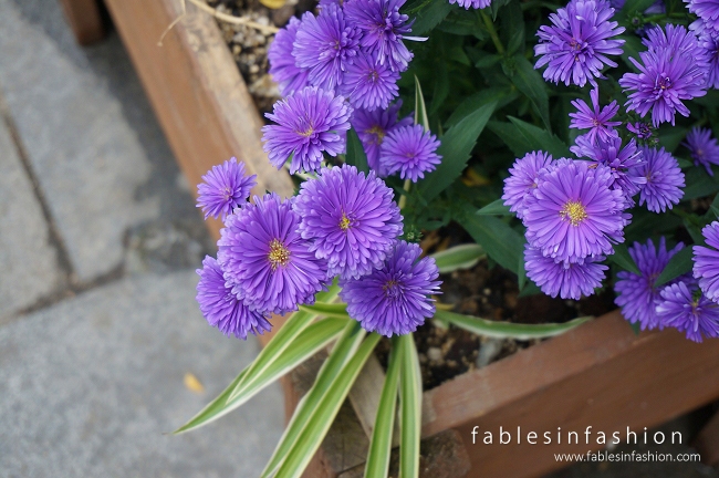 South Korea ~ Purple Flowers