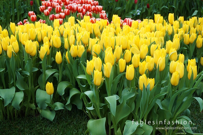 melbourne-flower-show-03