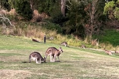 healesville-resort-04